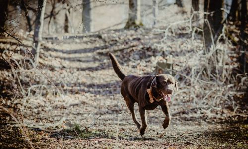 Hundeshooting Labrador laufend im Westpark München