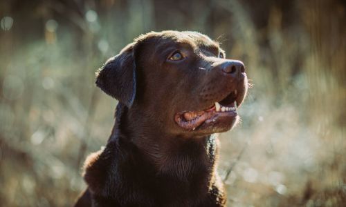 Hundeshooting Labrador Nahaufnahme