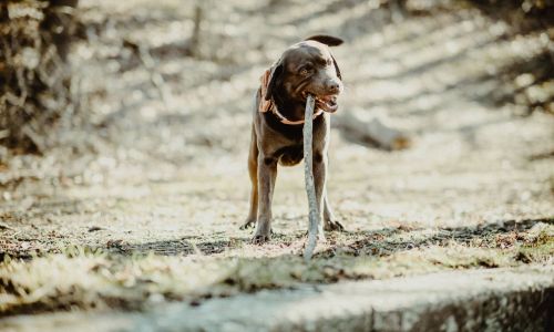 Hundeshooting Labrador kaut an Ast