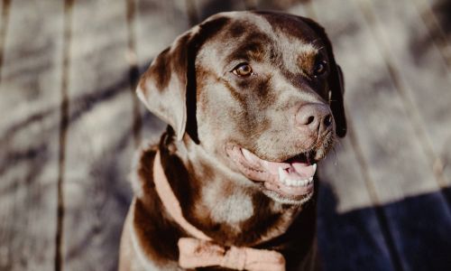 Hundeshooting Labrador Nahaufnahme mit Schleife