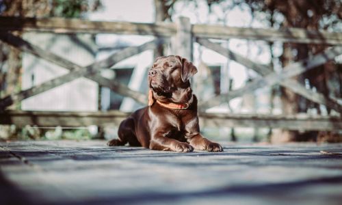 Hundeshooting Labrador liegend mit zugekniffenen Augen