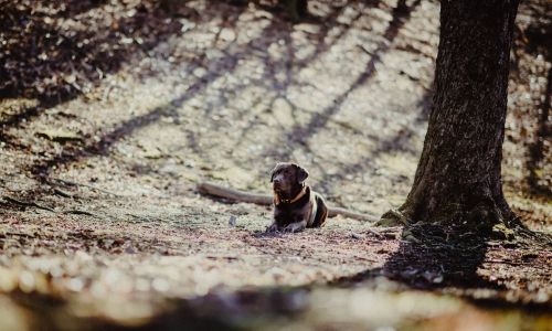 Hundeshooting Labrador liegt unter Baum
