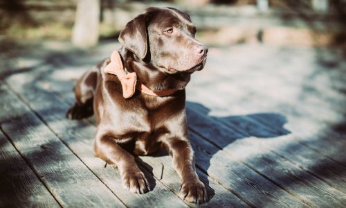 Hundeshooting Labrador leidend auf Holzboden