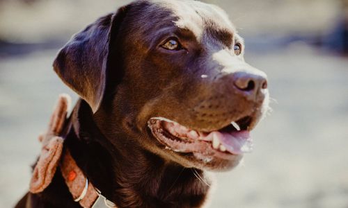 Hundeshooting Labrador schöner Blick von der Seite