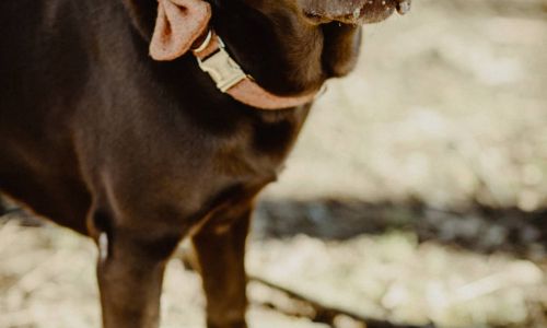 Hundeshooting Labrador mit Schleife