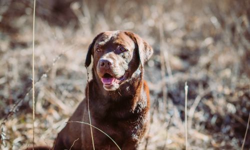 Hundeshooting Labrador sitzt im Feld