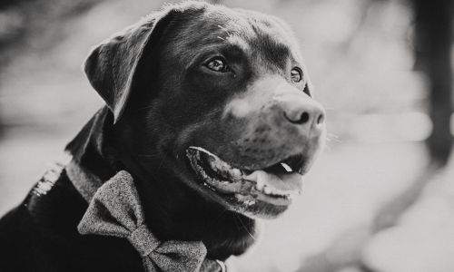 Hundeshooting Labrador von Seite in Schwarz-Weiß
