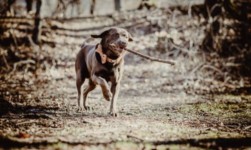 Hundeshooting Labrador läuft mit Ast im Maul im Park in München