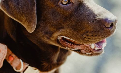 Hundeshooting Labrador Blick von Seite