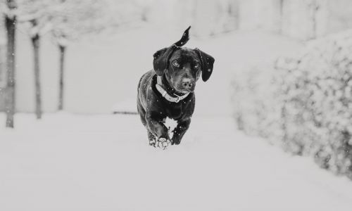 Hundeshooting Dackel Schwarz Weiß laufend im Schnee