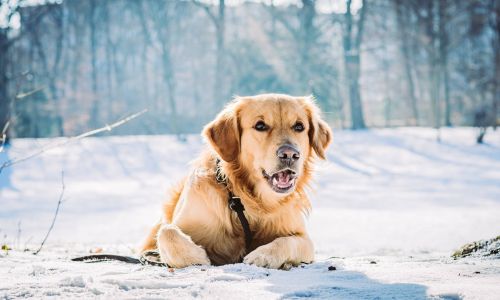 Hundeshooting liegend im Schnee mit Golden Retriever