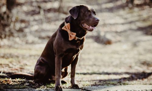 Hundeshooting Labrador sitzt im Park mit Schleife