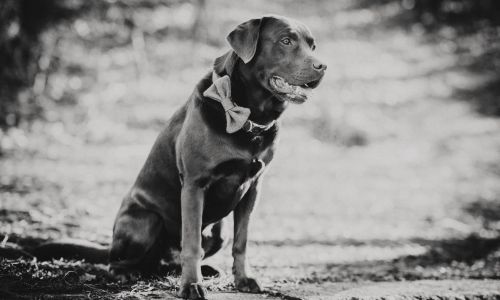 Hundeshooting Labrador Sitzt im Park mit Schleife in Schwarz-Weiß