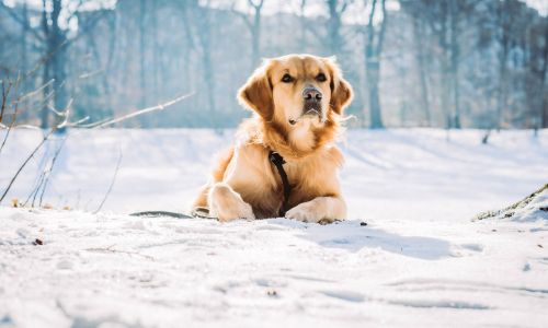 Portfolio Anna Hausner Hundeshooting Golden Retriever