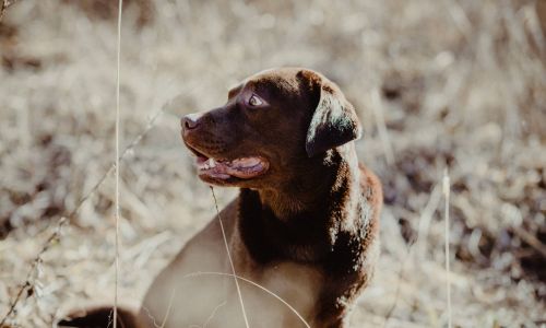 Hundeshooting Labrador schaut zur Seite