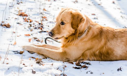 Hund beim Hundeshooting im Schnee liegend mit Golden Retriever