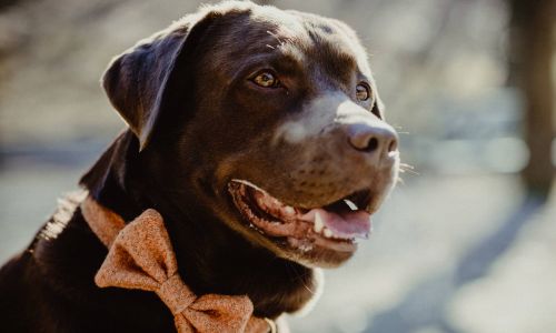 Hundeshooting Labrador mit Schleife von Seite aufgenommen