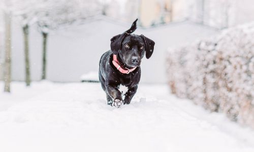 Hundeshooting Dackel laufend im Schnee