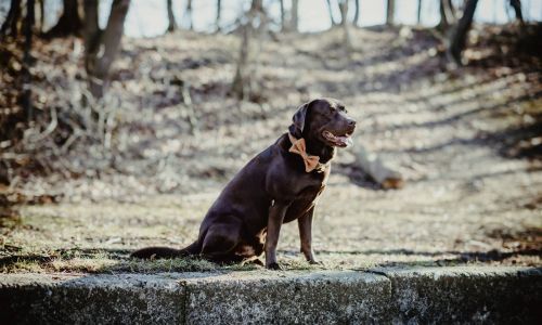 Hundeshooting Labrador sitzt im Westpark München