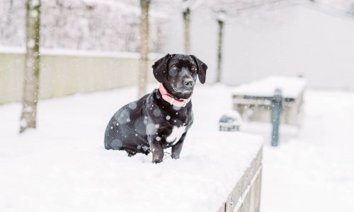 Hundeshooting Dackel im Schnee