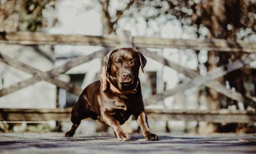 Hundeshooting Labrador vor Holzzaun
