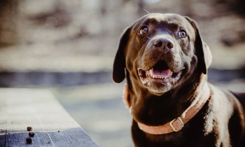 Hundeshooting Labrador süßer Blick