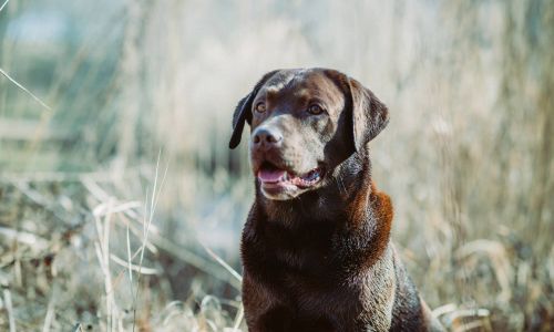 Hundeshooting Labrador sitzt im Feld und schaut sich um
