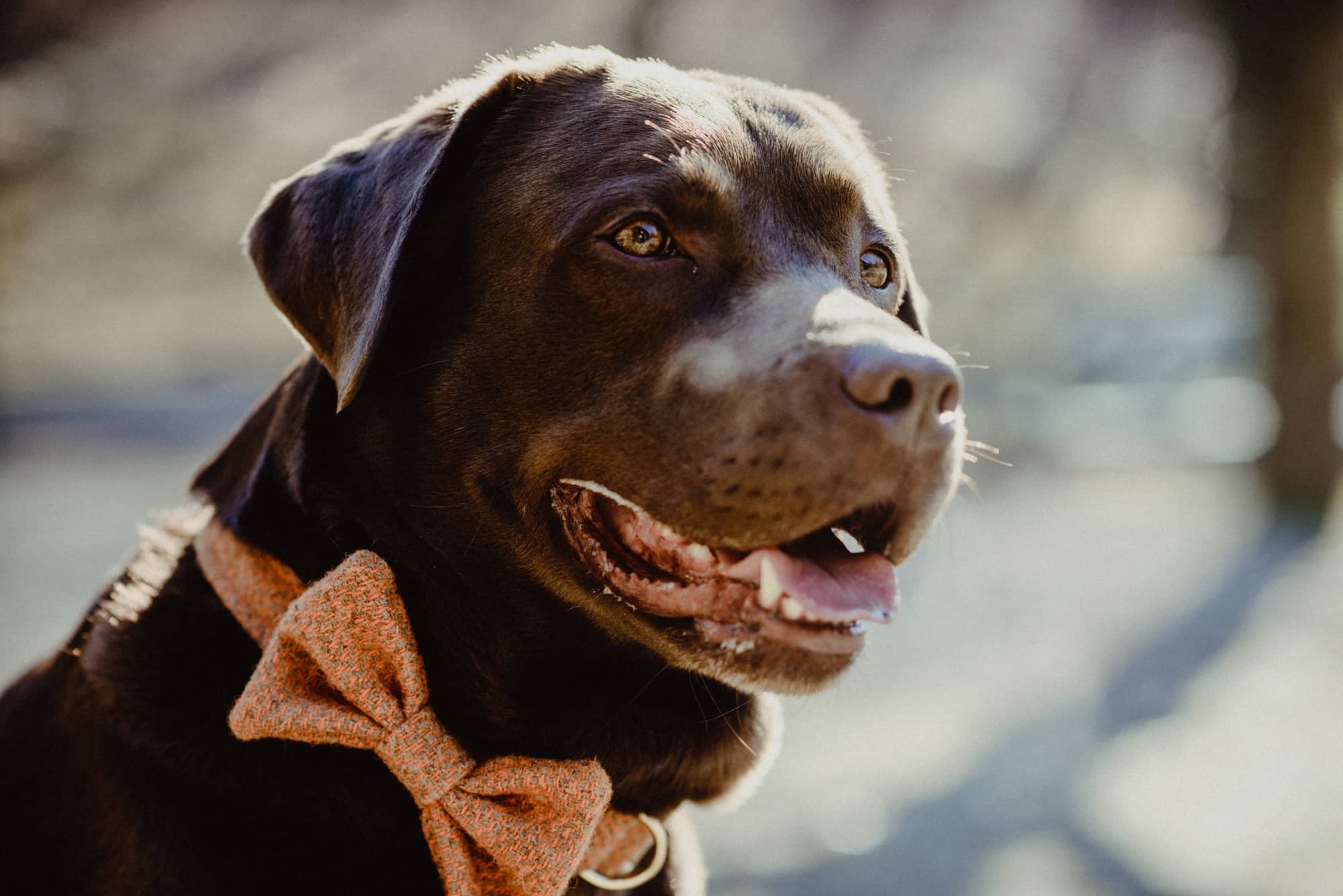 Hundeshooting Labrador mit Schleife von Seite aufgenommen